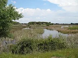 Taxi de Huelva a Doñana y El Acebuche: las marismas del parque, con la vegetación de ribera