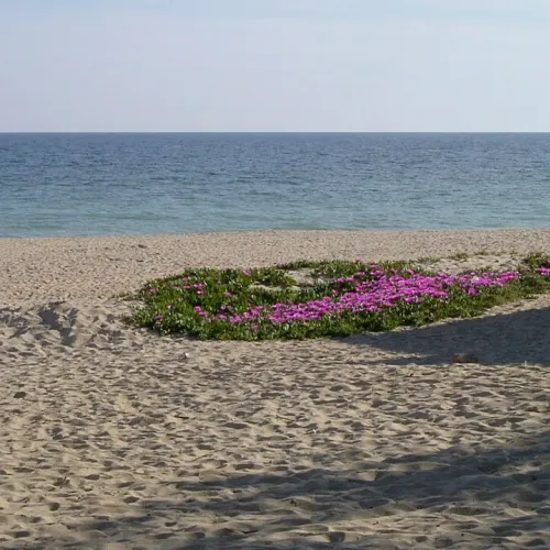 Taxi de Huelva a La Antilla: la playa, con las flores de uña de gato sobre la arena